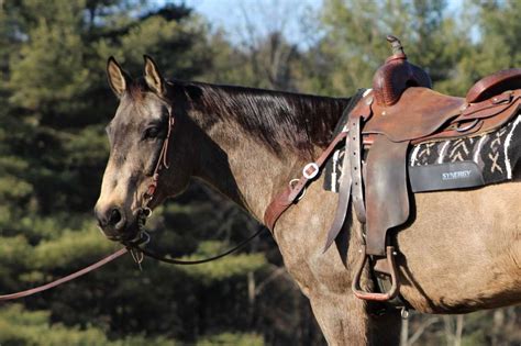 horses for sale in kansas